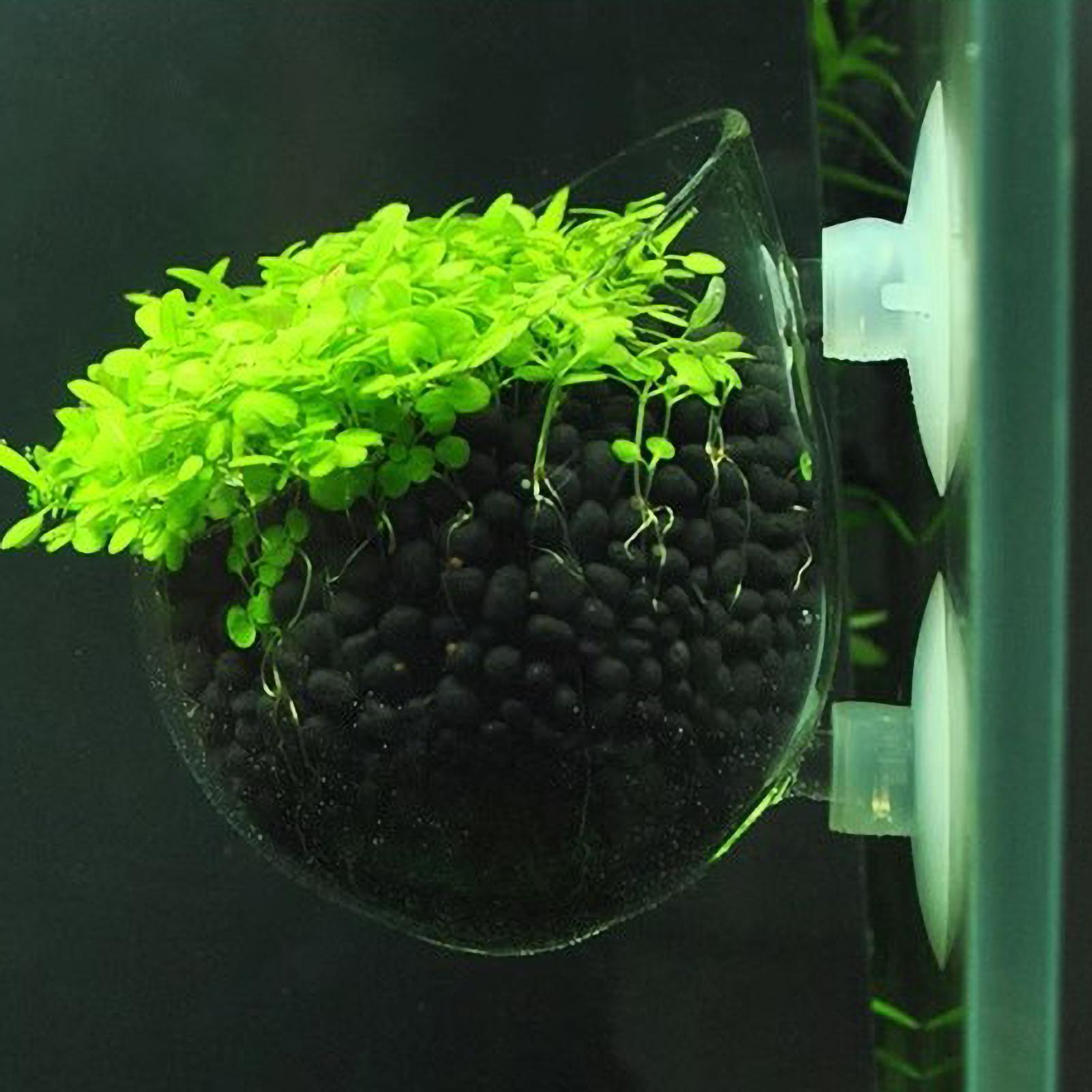 Plant Aquarium Pot - Tempat Tanaman Akuarium Kaca dengan Suction