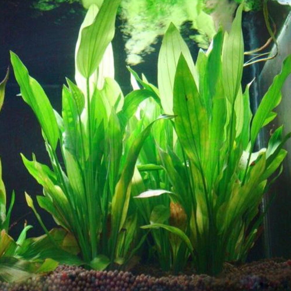 Live Plant Aquarium - Tanaman dekorasi akuarium buatan 15cm, Aksesori