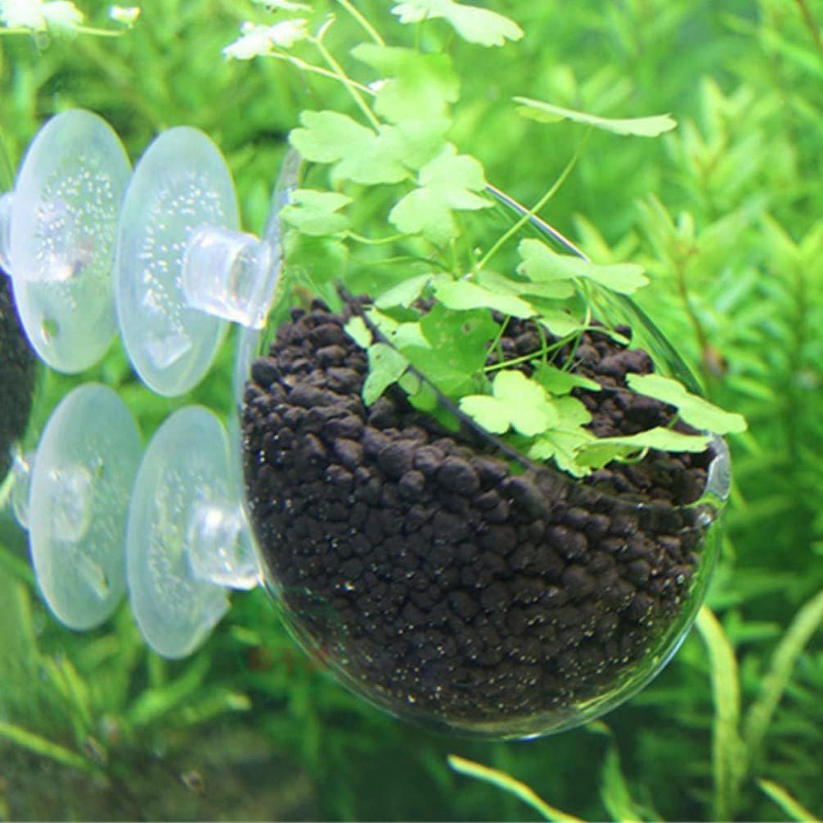 Tempat Tanaman Akuarium Kaca d - Plant Aquarium Pot ulasan dan harga