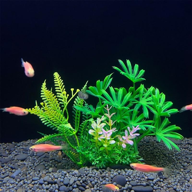 Tanaman Dekorasi Akuarium Buat - Live Plant Aquarium ulasan dan harga