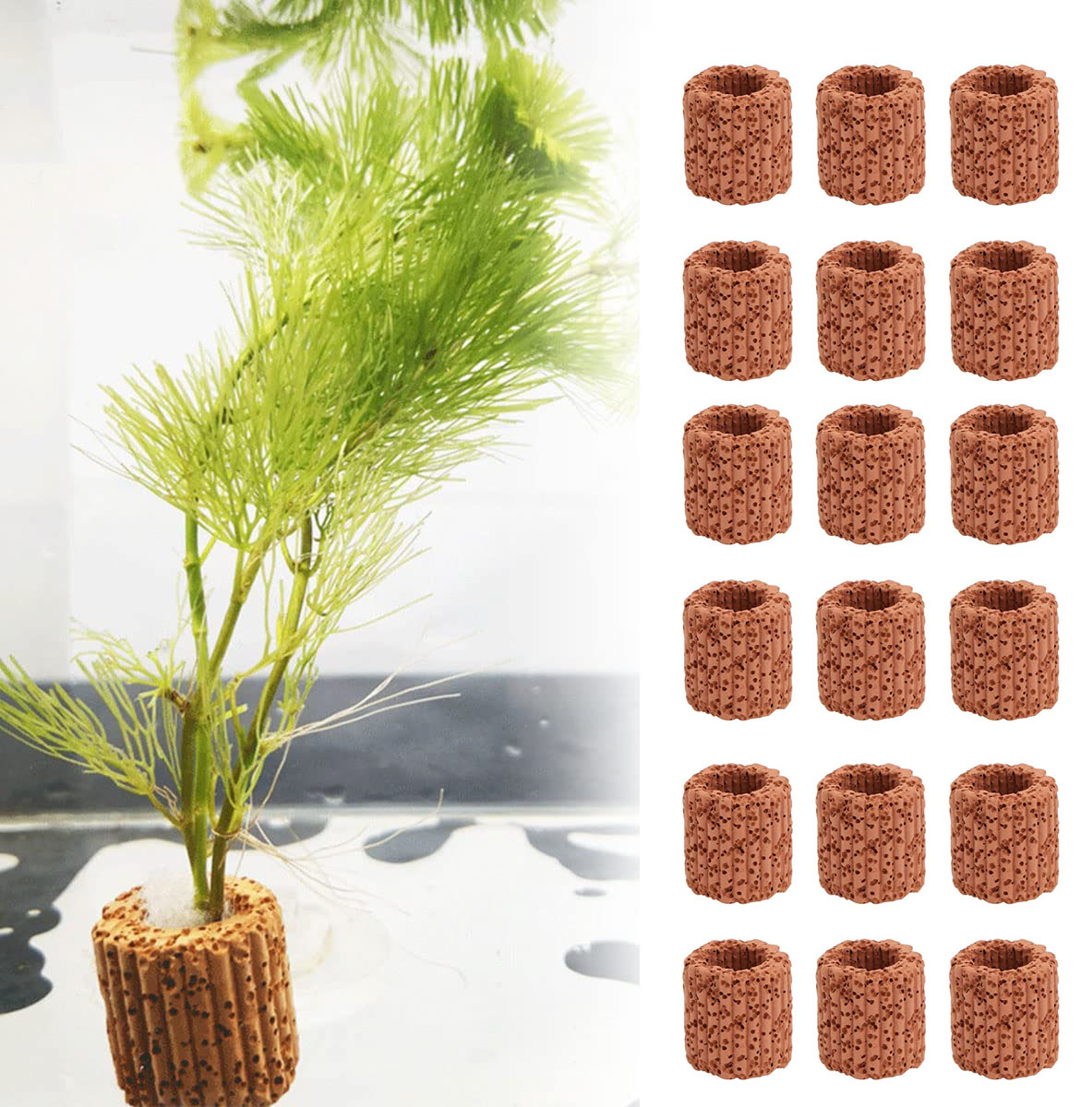 10/20 buah tanaman air akuatik - Aquarium Plants Live ulasan dan harga