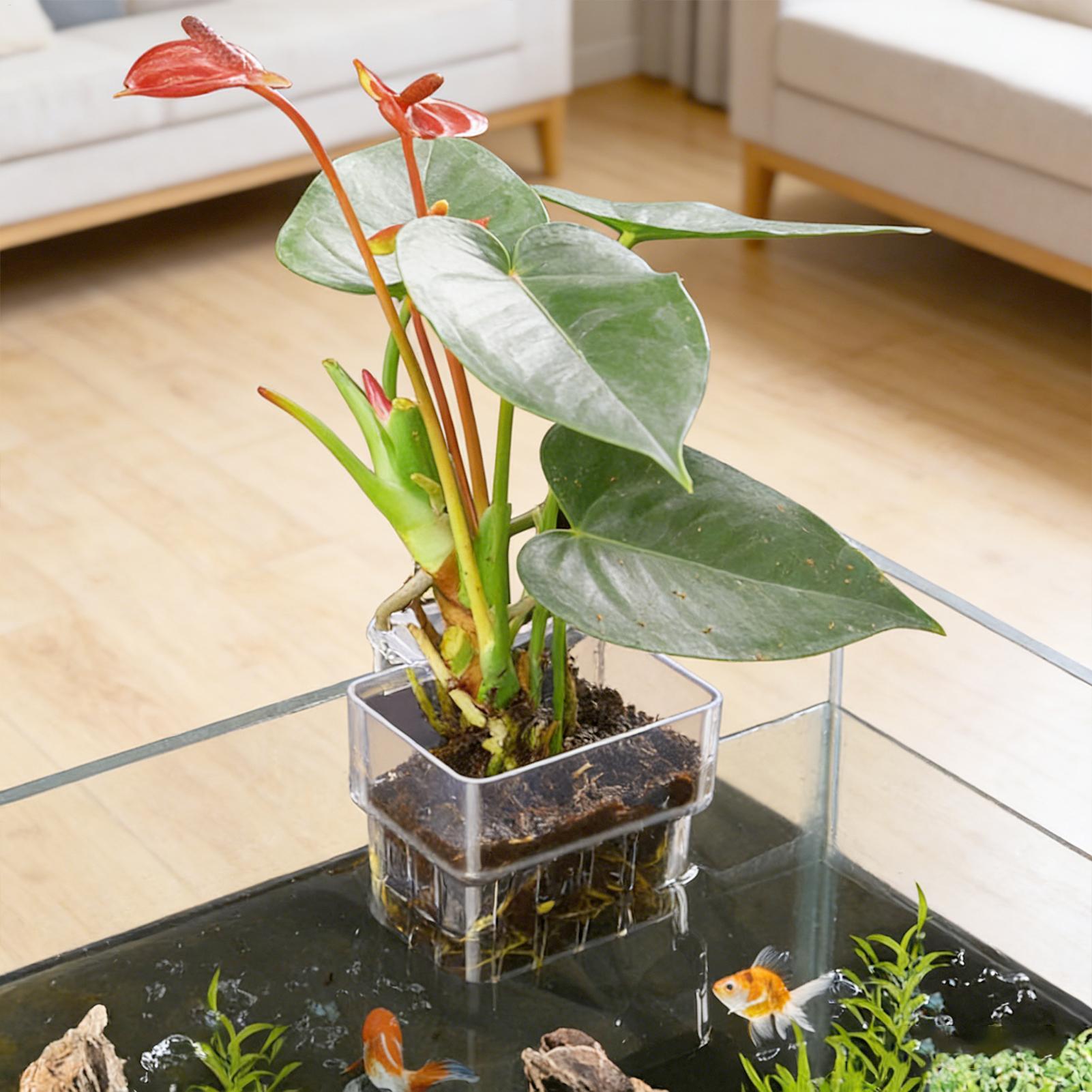 Pot Tanaman Akuarium Transpara - Aquarium Plants Live ulasan dan harga