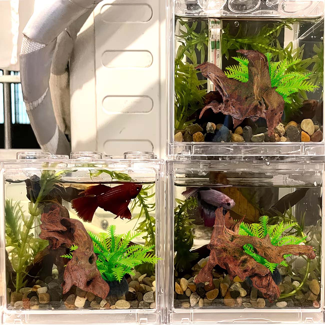 Kayu Apung Alami 5-10CM untuk  - Aquarium Driftwood ulasan dan harga