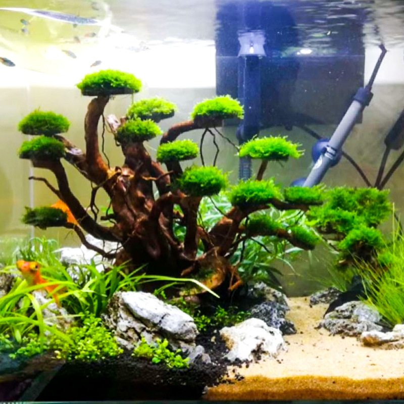 Dekorasi akuarium, hiasan poho - Aquarium Plant Substrate ulasan dan harga