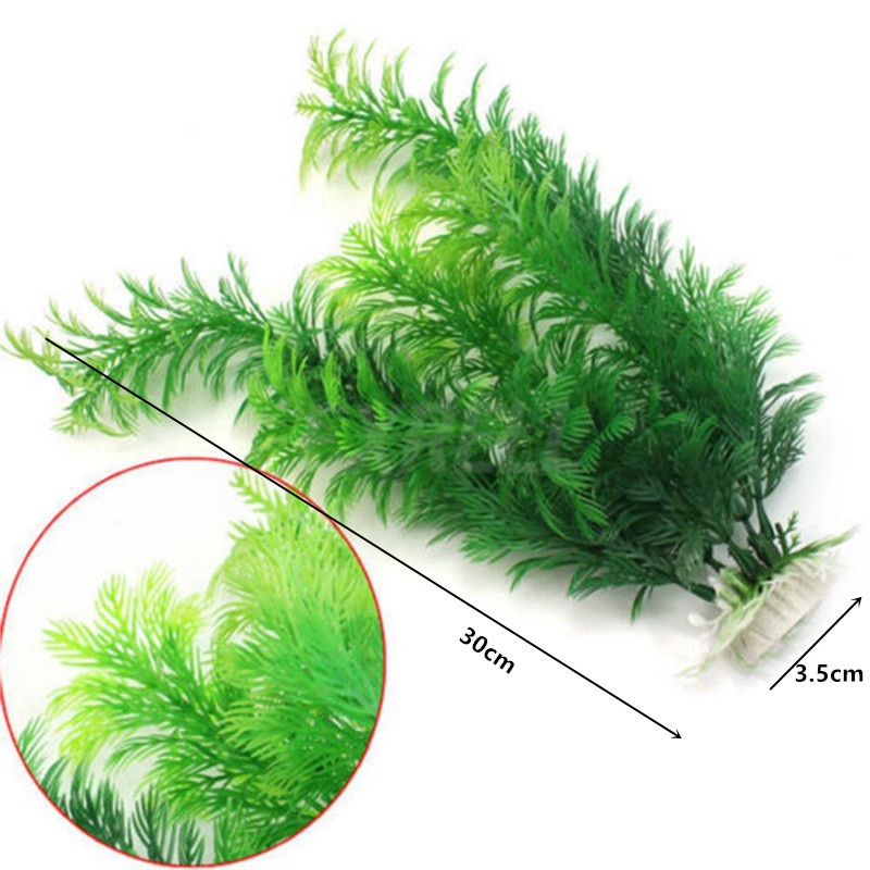 14cm - 30cm Tanaman Akuarium P - Aquarium Plants Live ulasan dan harga