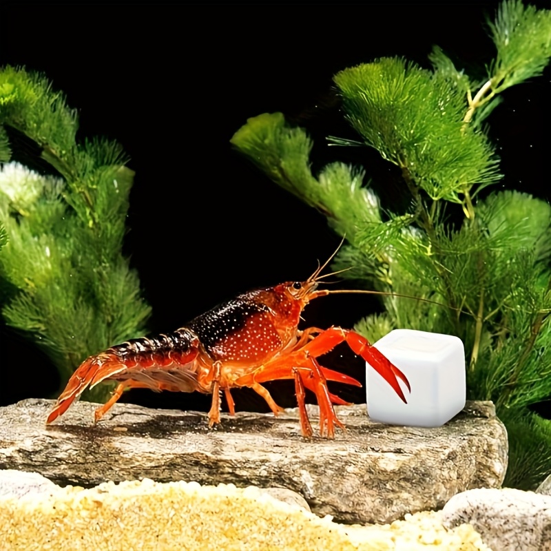 6 Buah Batu Kalsium untuk Akua - Aquarium Plants Live ulasan dan harga