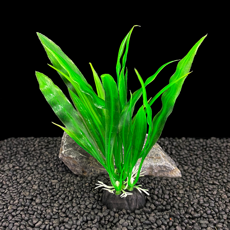 6 buah pak tanaman akuarium, d - Aquarium Plants Live ulasan dan harga